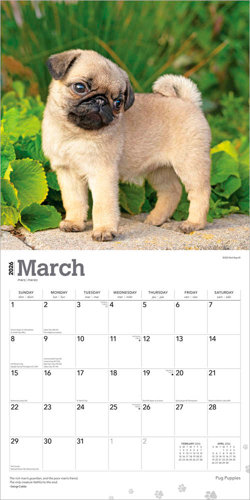 Pug Puppies | 2026 12 x 24 Inch (Hanging) Monthly Square Wall Calendar