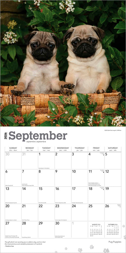 Pug Puppies | 2026 12 x 24 Inch (Hanging) Monthly Square Wall Calendar