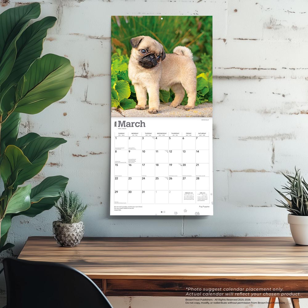 Pug Puppies | 2026 12 x 24 Inch (Hanging) Monthly Square Wall Calendar