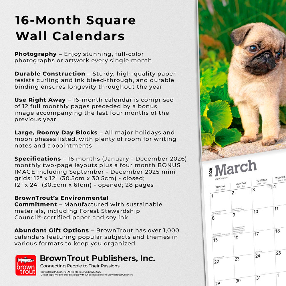 Pug Puppies | 2026 12 x 24 Inch (Hanging) Monthly Square Wall Calendar