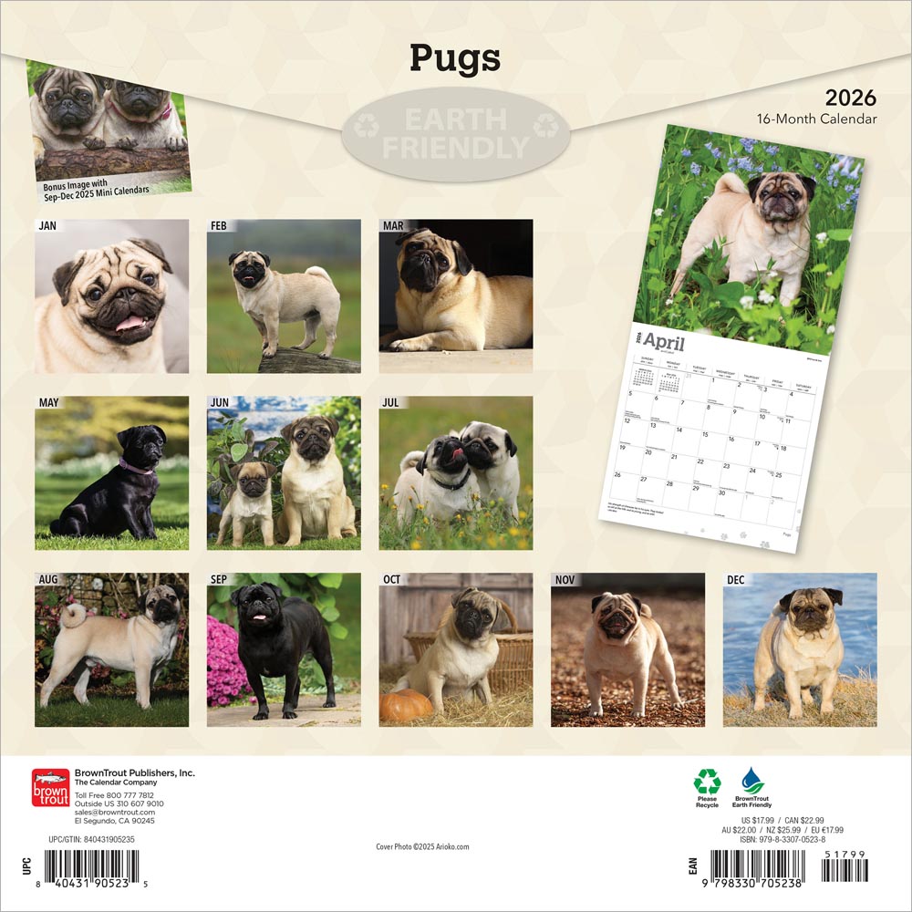 Pugs | 2026 12 x 24 Inch (Hanging) Monthly Square Wall Calendar