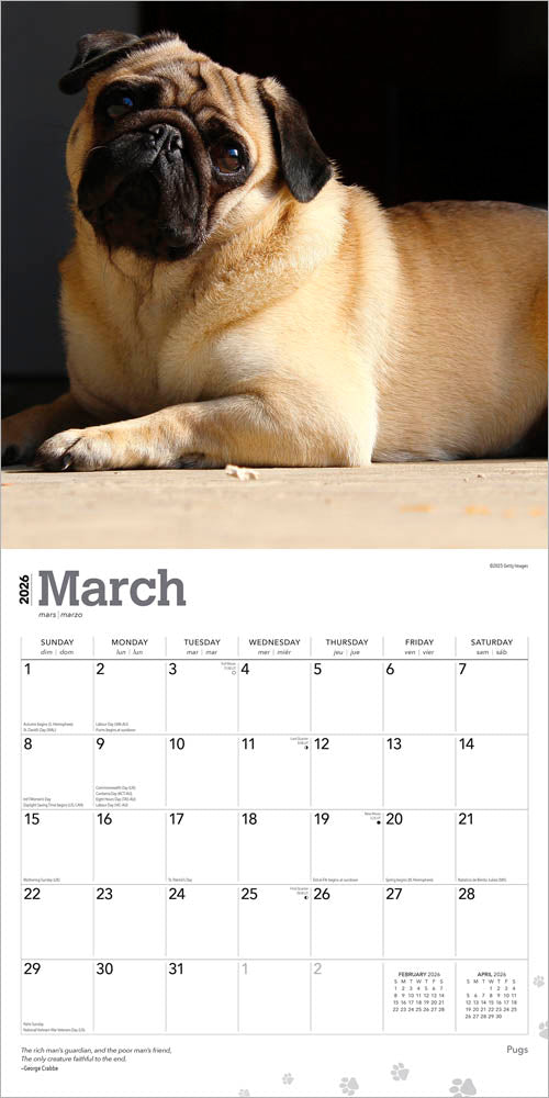 Pugs | 2026 12 x 24 Inch (Hanging) Monthly Square Wall Calendar