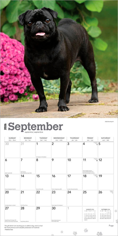 Pugs | 2026 12 x 24 Inch (Hanging) Monthly Square Wall Calendar