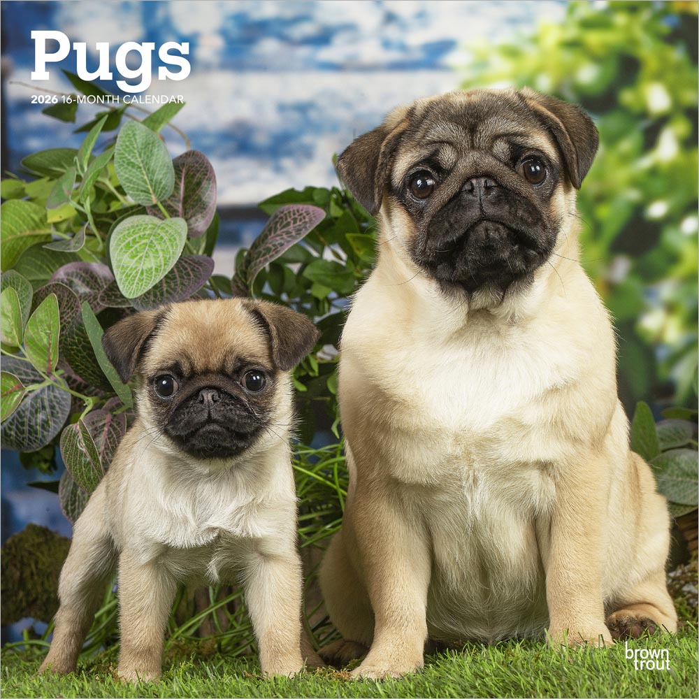 Pugs | 2026 12 x 24 Inch (Hanging) Monthly Square Wall Calendar