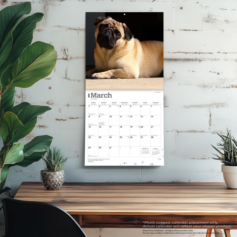 Pugs | 2026 12 x 24 Inch (Hanging) Monthly Square Wall Calendar