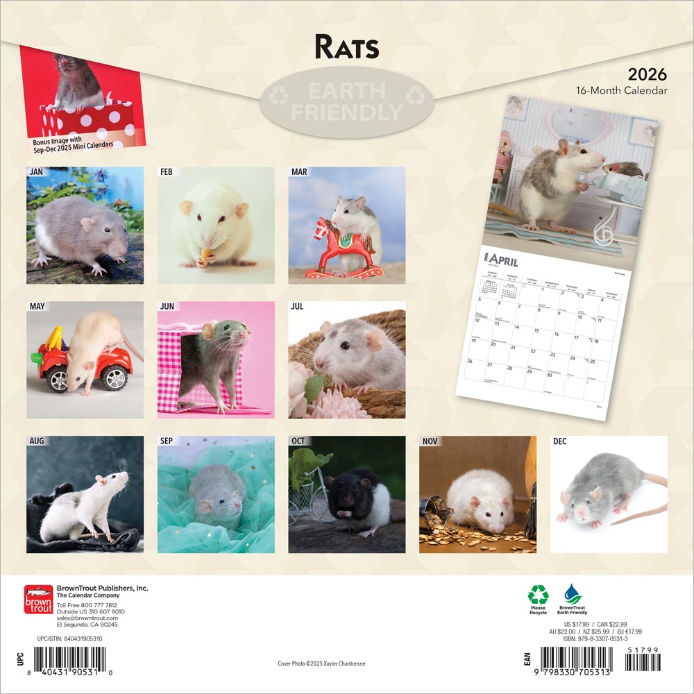 Rats | 2026 12 x 24 Inch (Hanging) Monthly Square Wall Calendar
