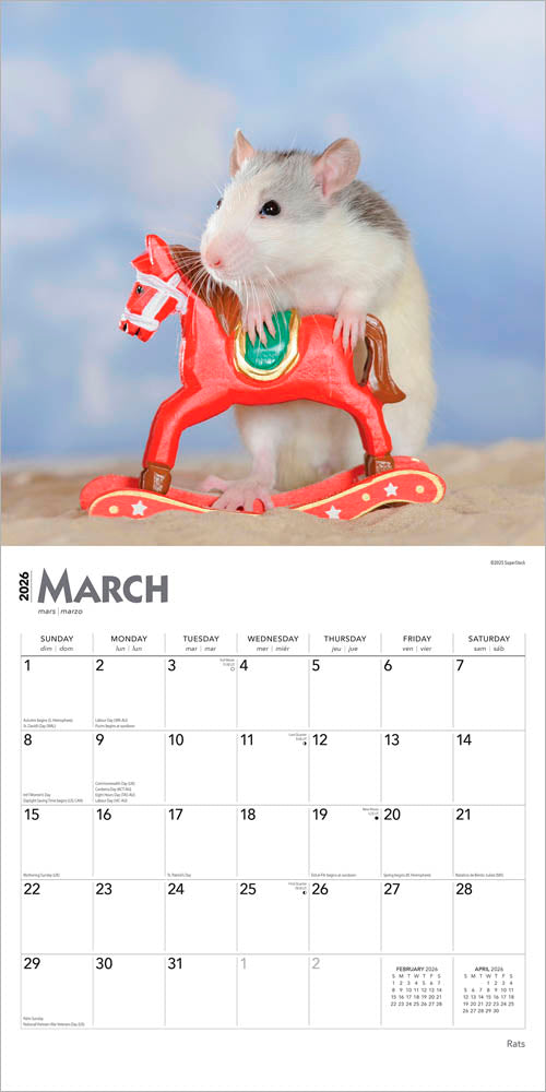 Rats | 2026 12 x 24 Inch (Hanging) Monthly Square Wall Calendar