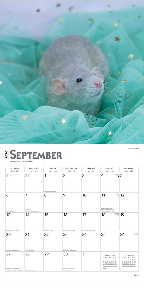 Rats | 2026 12 x 24 Inch (Hanging) Monthly Square Wall Calendar