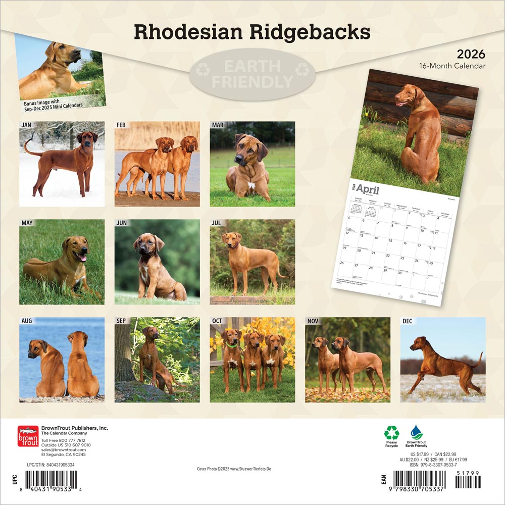 Rhodesian Ridgebacks | 2026 12 x 24 Inch (Hanging) Monthly Square Wall Calendar