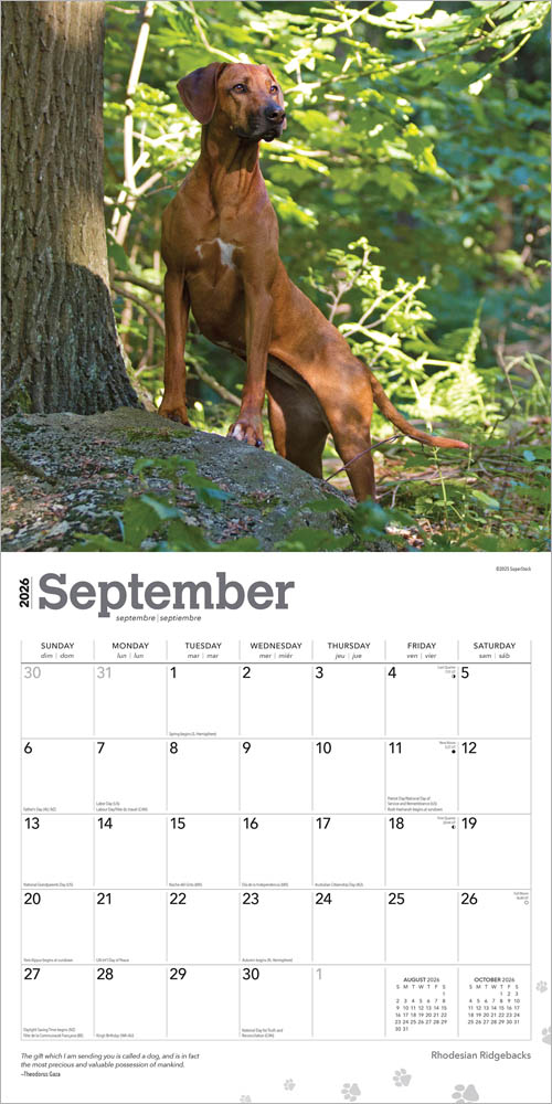 Rhodesian Ridgebacks | 2026 12 x 24 Inch (Hanging) Monthly Square Wall Calendar