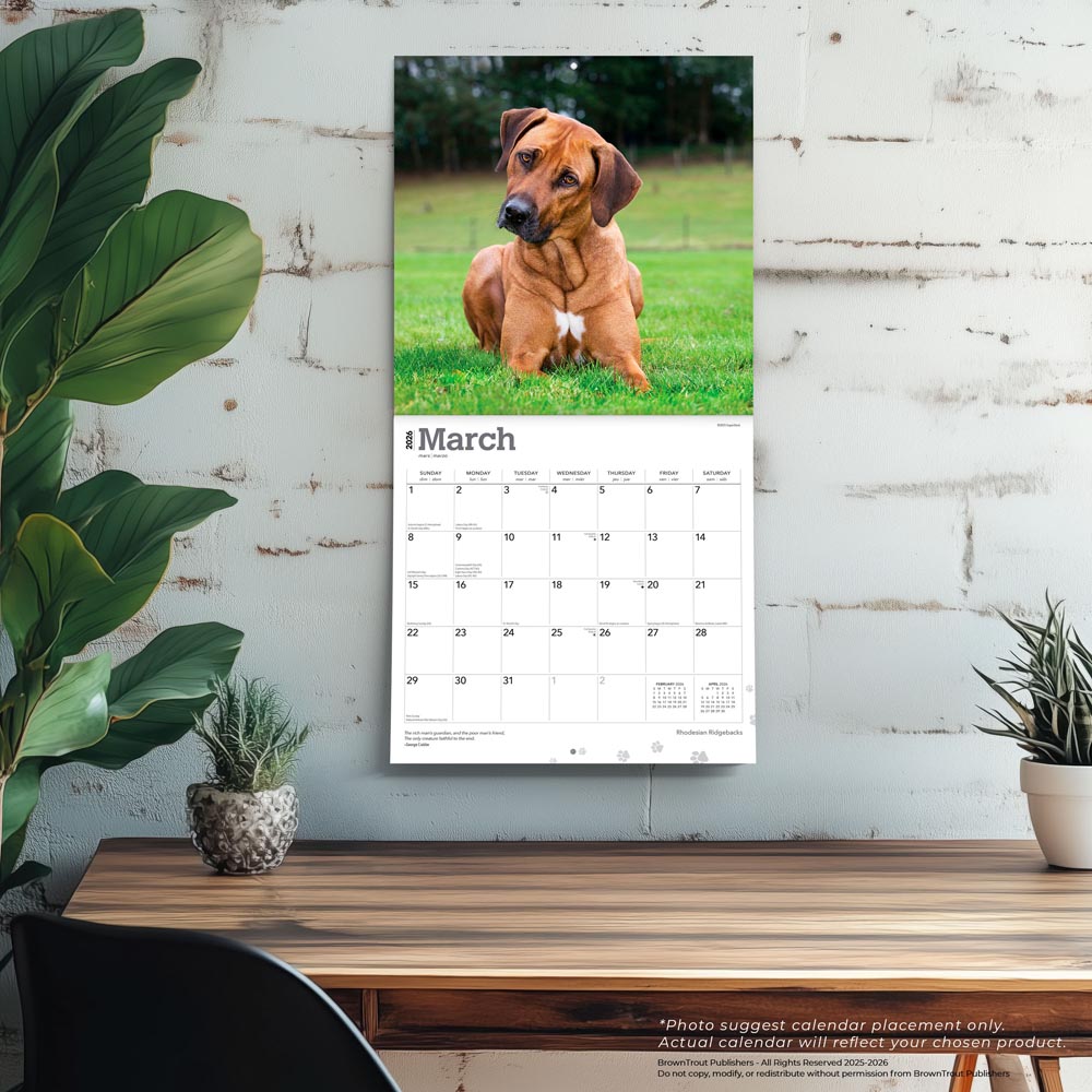 Rhodesian Ridgebacks | 2026 12 x 24 Inch (Hanging) Monthly Square Wall Calendar