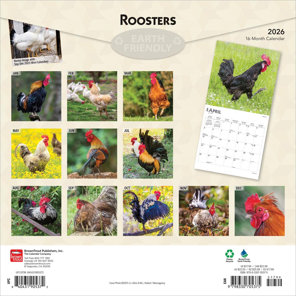 Roosters | 2026 12 x 24 Inch (Hanging) Monthly Square Wall Calendar