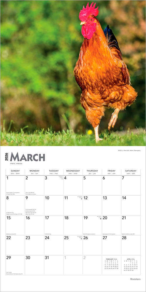 Roosters | 2026 12 x 24 Inch (Hanging) Monthly Square Wall Calendar