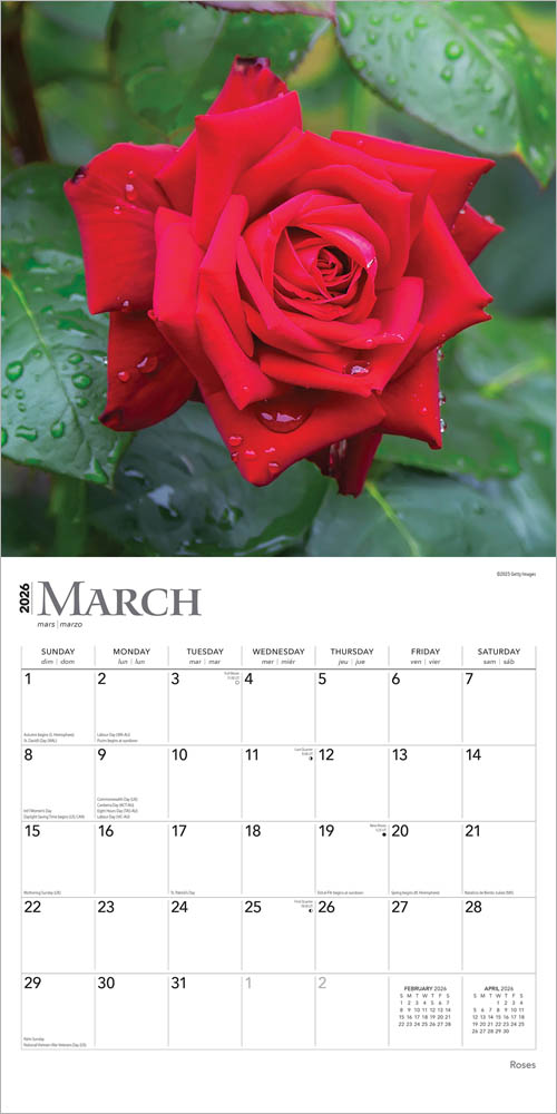 Roses | 2026 12 x 24 Inch (Hanging) Monthly Square Wall Calendar