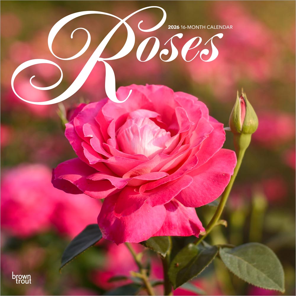 Roses | 2026 12 x 24 Inch (Hanging) Monthly Square Wall Calendar