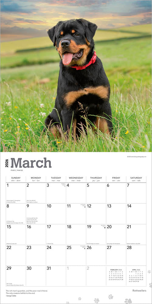 Rottweilers | 2026 12 x 24 Inch (Hanging) Monthly Square Wall Calendar