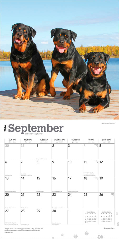 Rottweilers | 2026 12 x 24 Inch (Hanging) Monthly Square Wall Calendar