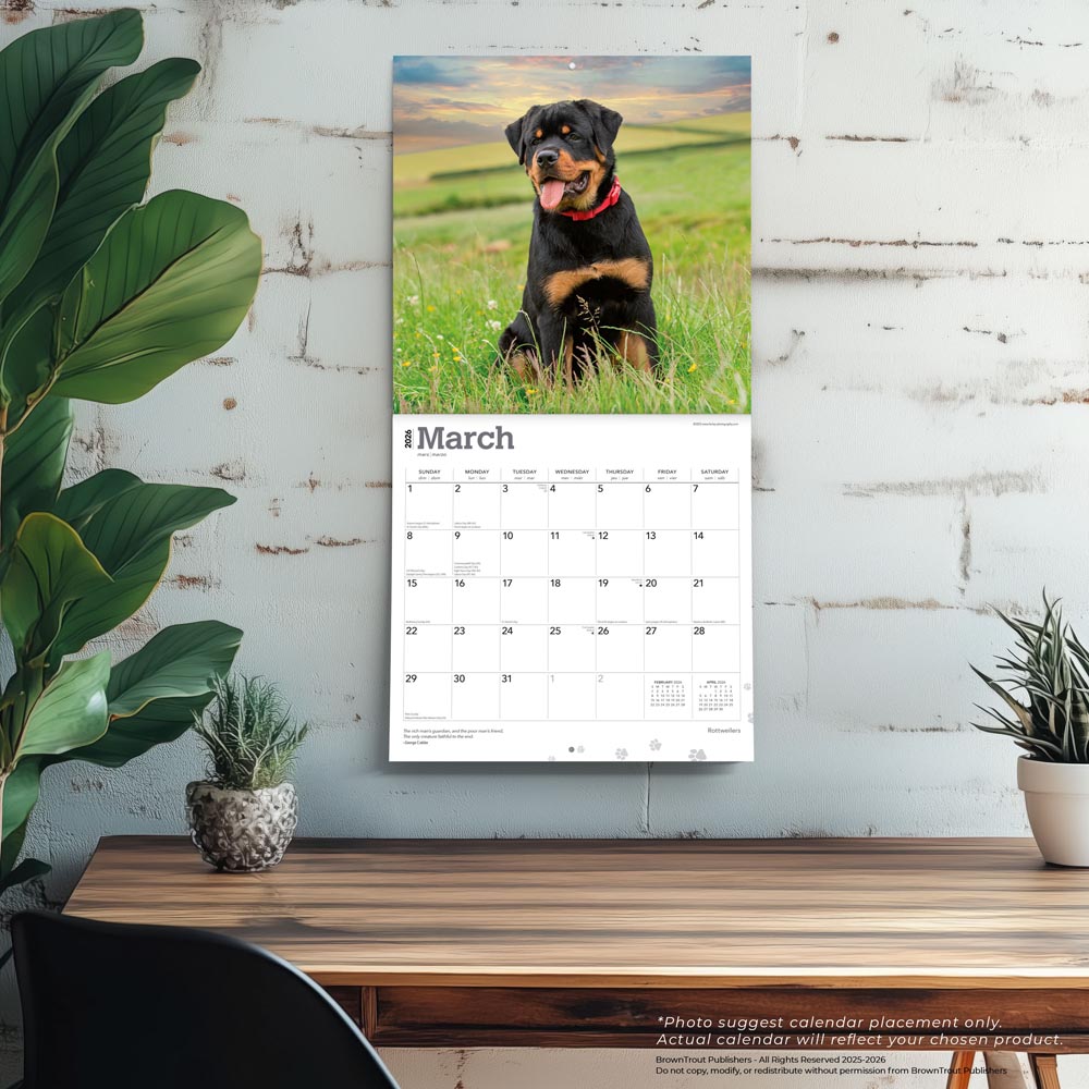 Rottweilers | 2026 12 x 24 Inch (Hanging) Monthly Square Wall Calendar