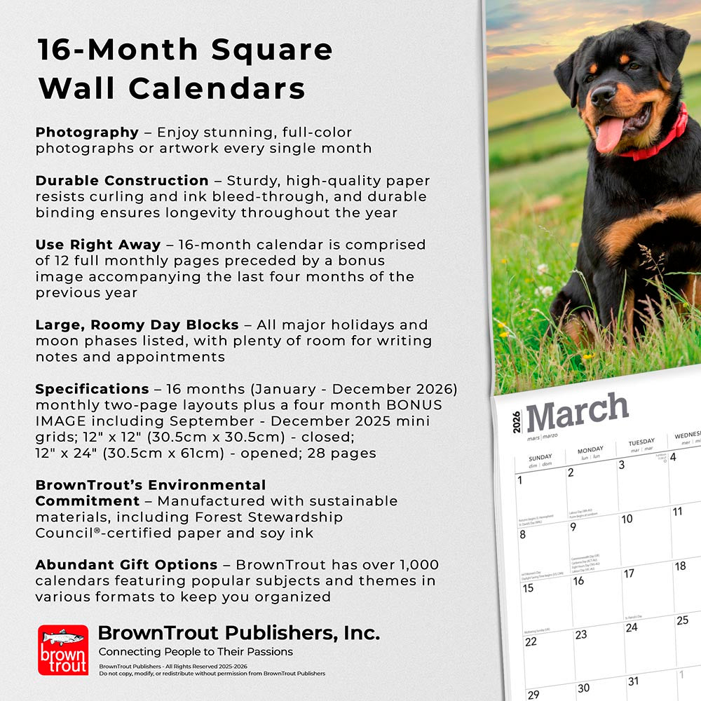 Rottweilers | 2026 12 x 24 Inch (Hanging) Monthly Square Wall Calendar