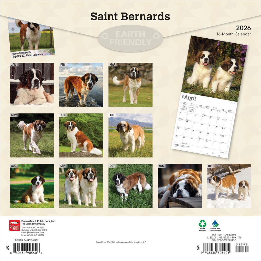 Saint Bernards | 2026 12 x 24 Inch (Hanging) Monthly Square Wall Calendar