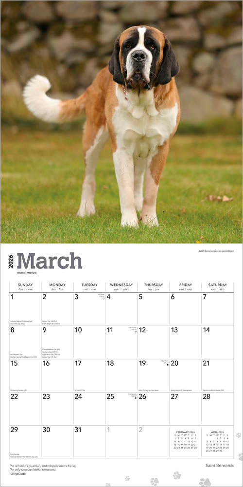 Saint Bernards | 2026 12 x 24 Inch (Hanging) Monthly Square Wall Calendar