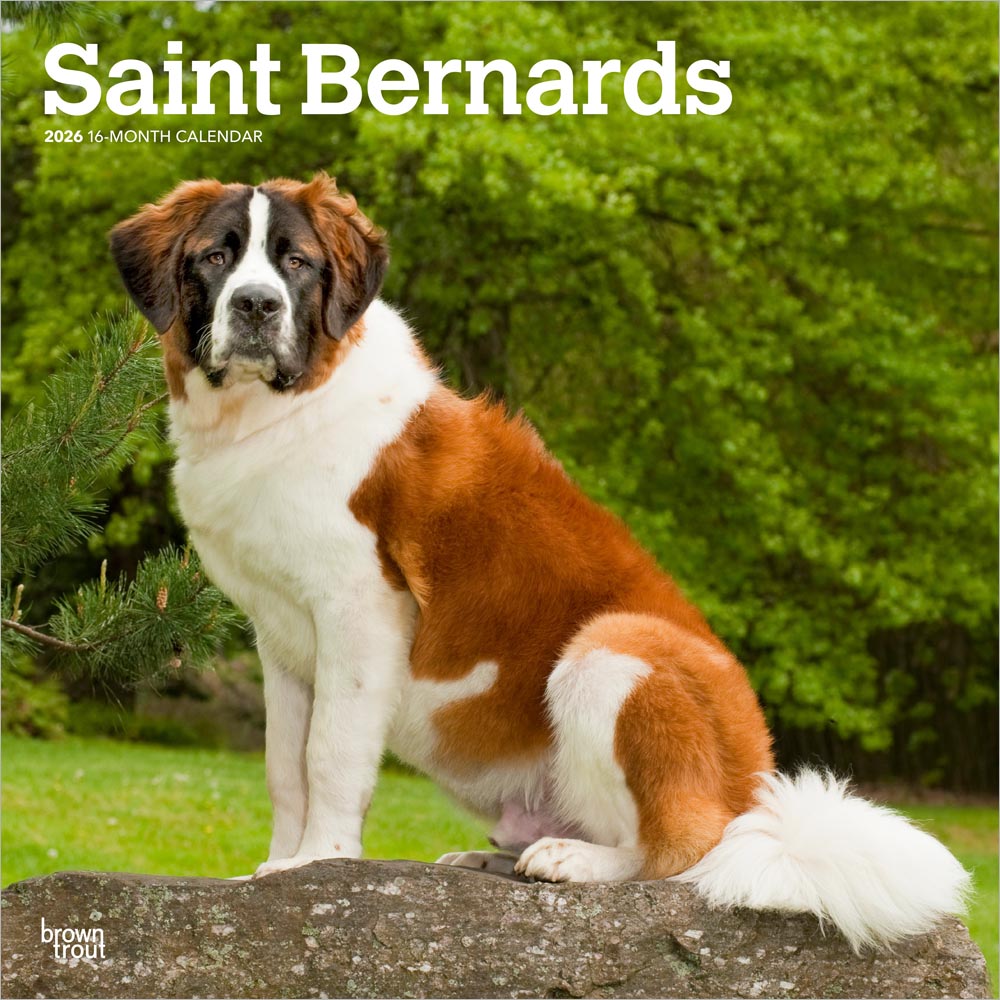 Saint Bernards | 2026 12 x 24 Inch (Hanging) Monthly Square Wall Calendar
