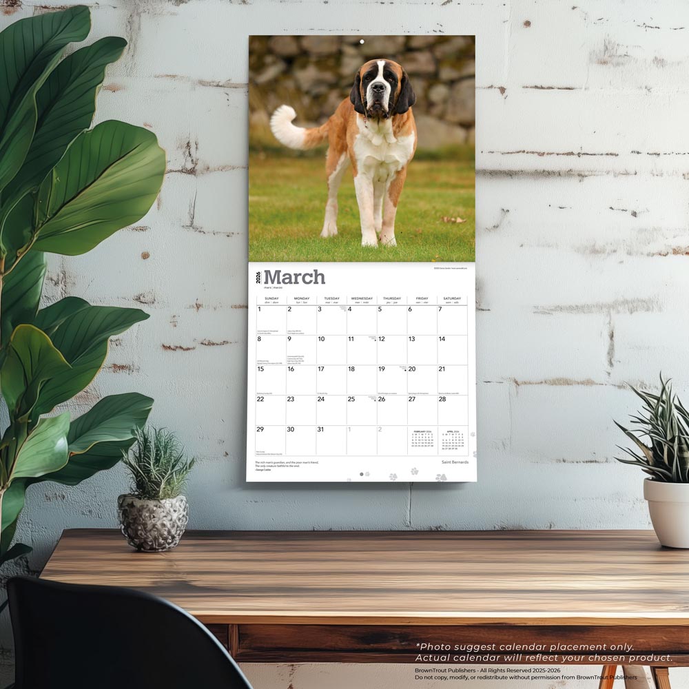 Saint Bernards | 2026 12 x 24 Inch (Hanging) Monthly Square Wall Calendar