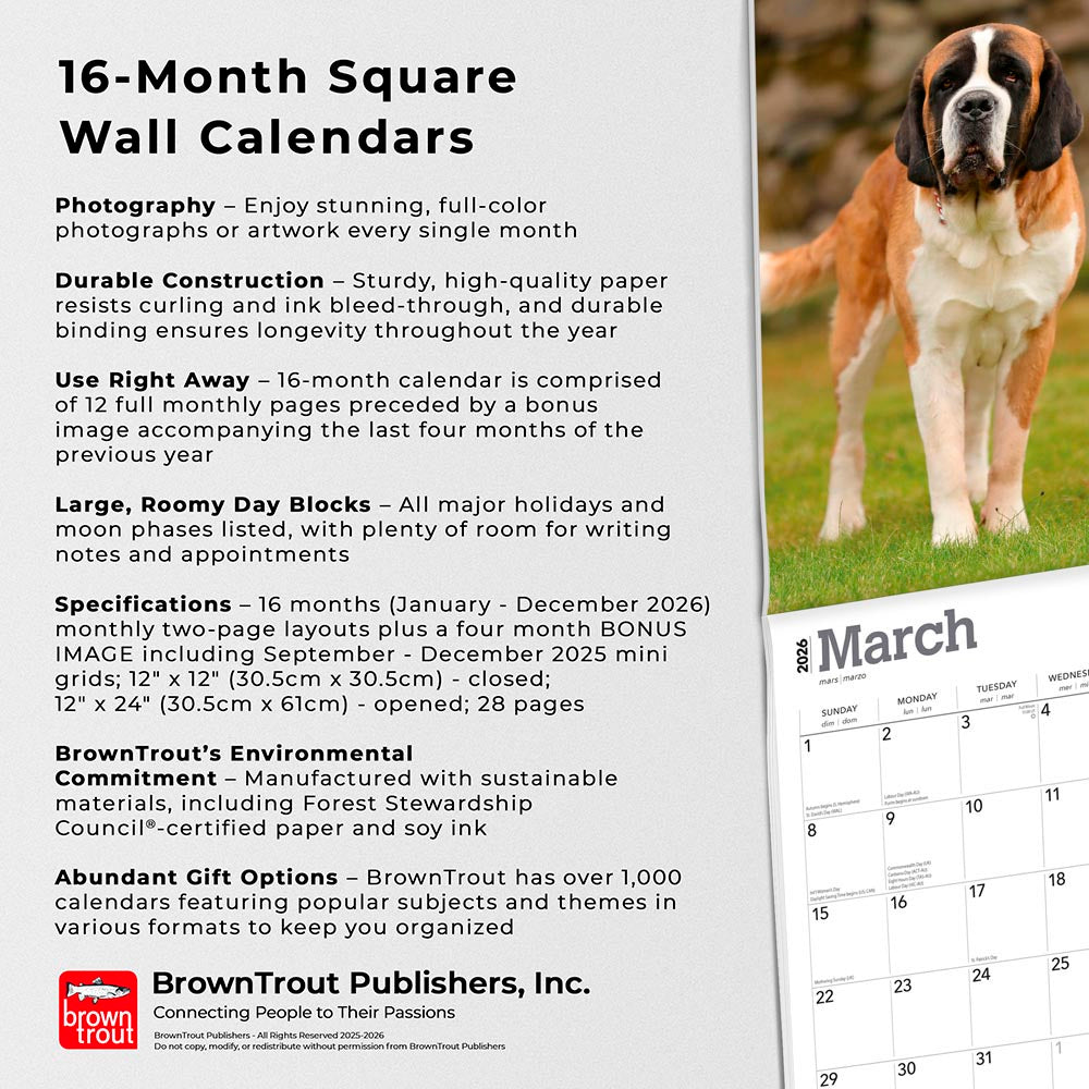 Saint Bernards | 2026 12 x 24 Inch (Hanging) Monthly Square Wall Calendar