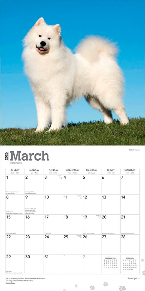 Samoyeds | 2026 12 x 24 Inch (Hanging) Monthly Square Wall Calendar