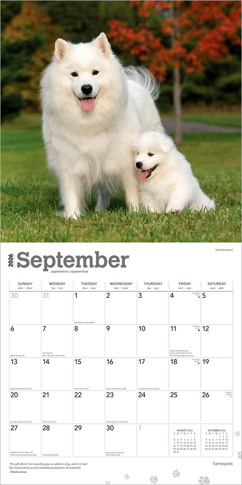 Samoyeds | 2026 12 x 24 Inch (Hanging) Monthly Square Wall Calendar