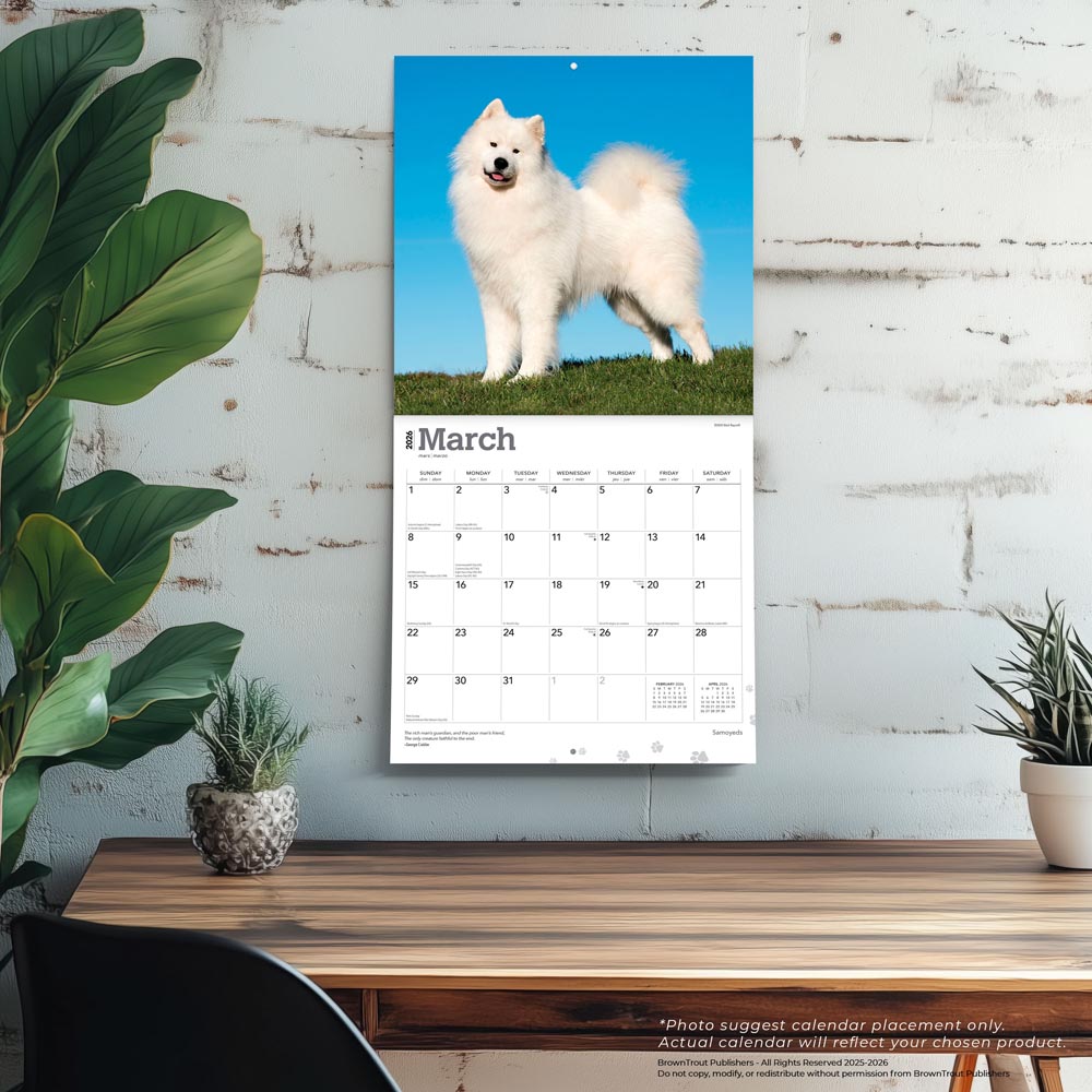 Samoyeds | 2026 12 x 24 Inch (Hanging) Monthly Square Wall Calendar