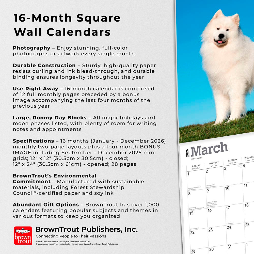 Samoyeds | 2026 12 x 24 Inch (Hanging) Monthly Square Wall Calendar