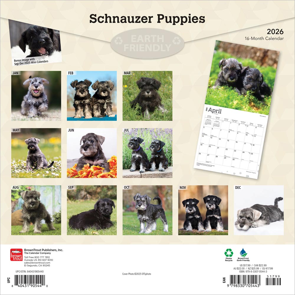 Schnauzer Puppies | 2026 12 x 24 Inch (Hanging) Monthly Square Wall Calendar