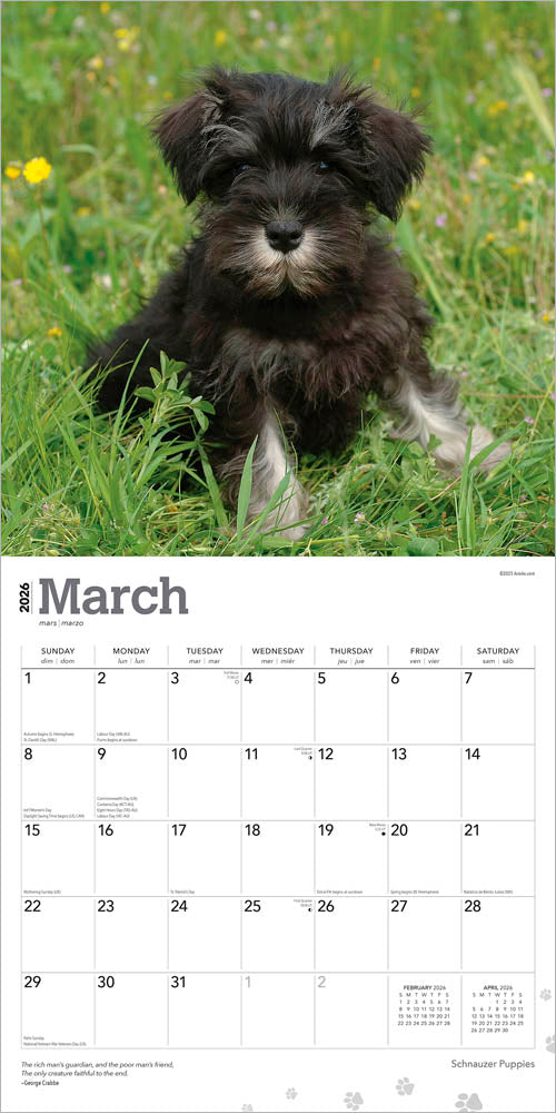 Schnauzer Puppies | 2026 12 x 24 Inch (Hanging) Monthly Square Wall Calendar