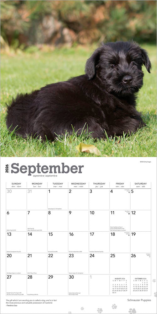 Schnauzer Puppies | 2026 12 x 24 Inch (Hanging) Monthly Square Wall Calendar