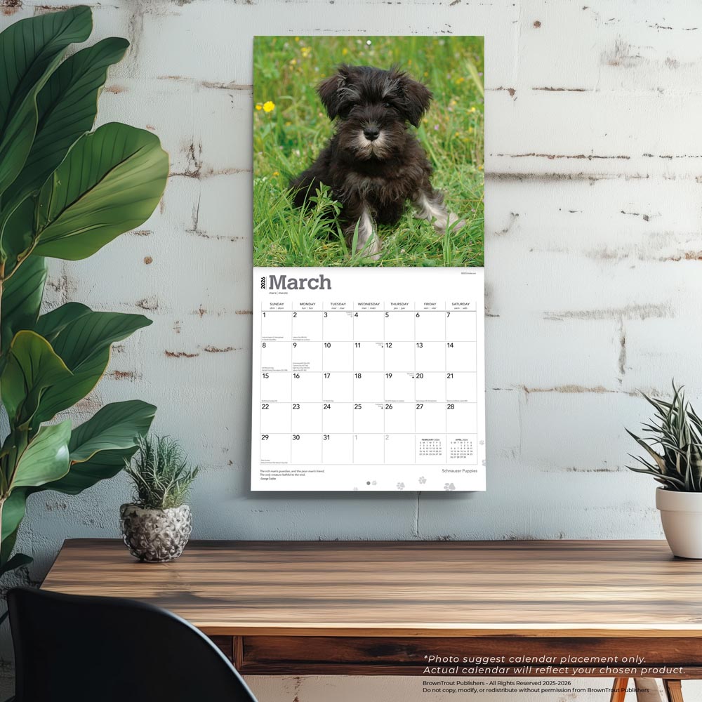 Schnauzer Puppies | 2026 12 x 24 Inch (Hanging) Monthly Square Wall Calendar