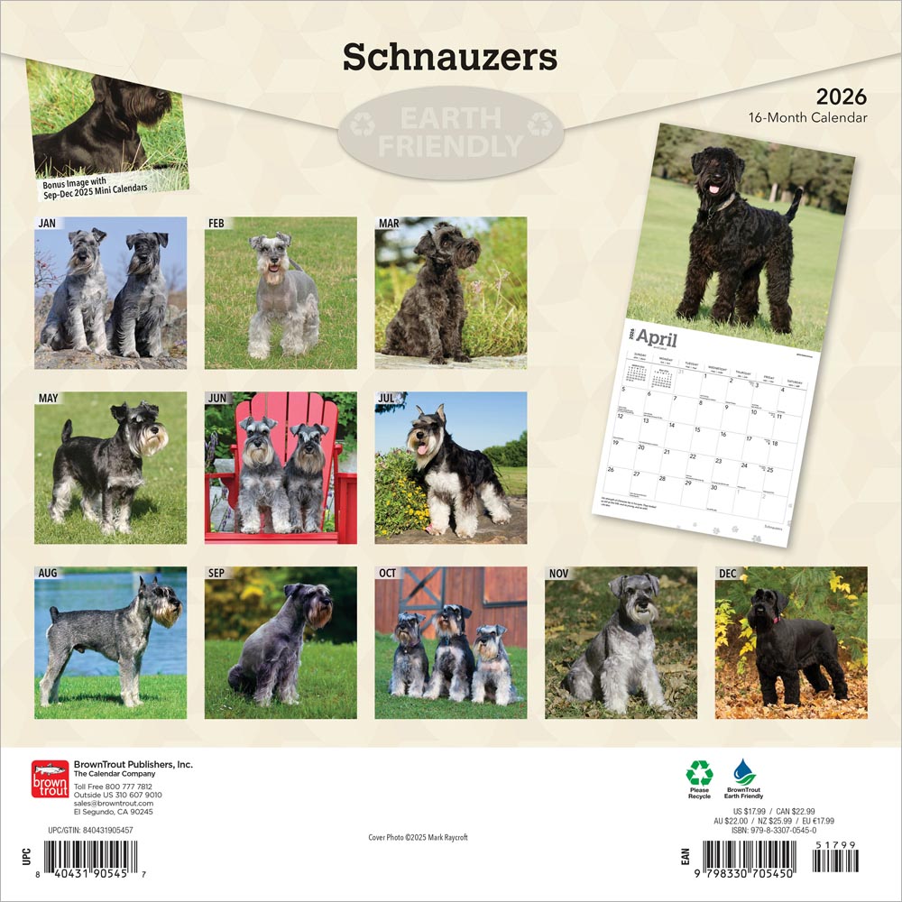 Schnauzers | 2026 12 x 24 Inch (Hanging) Monthly Square Wall Calendar