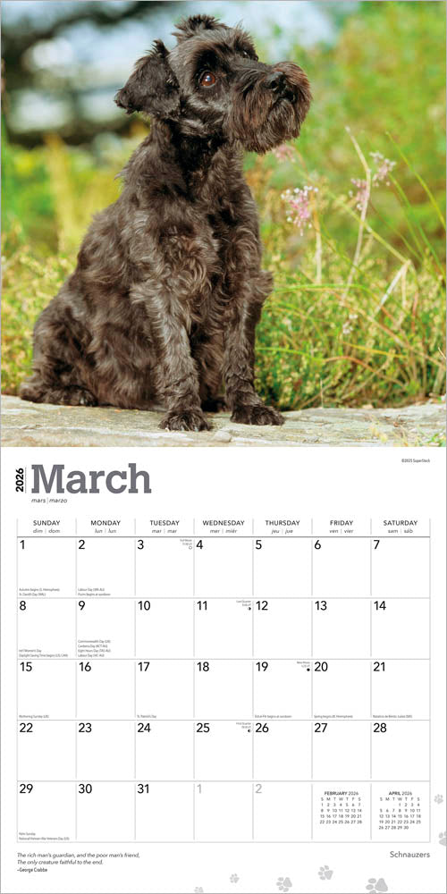 Schnauzers | 2026 12 x 24 Inch (Hanging) Monthly Square Wall Calendar