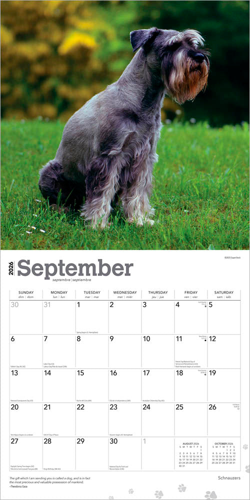 Schnauzers | 2026 12 x 24 Inch (Hanging) Monthly Square Wall Calendar