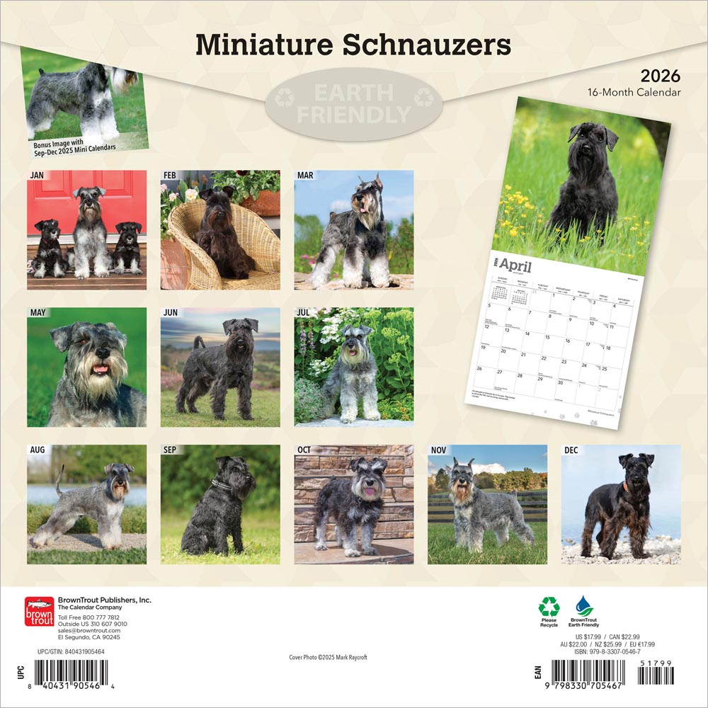 Miniature Schnauzers | 2026 12 x 24 Inch (Hanging) Monthly Square Wall Calendar