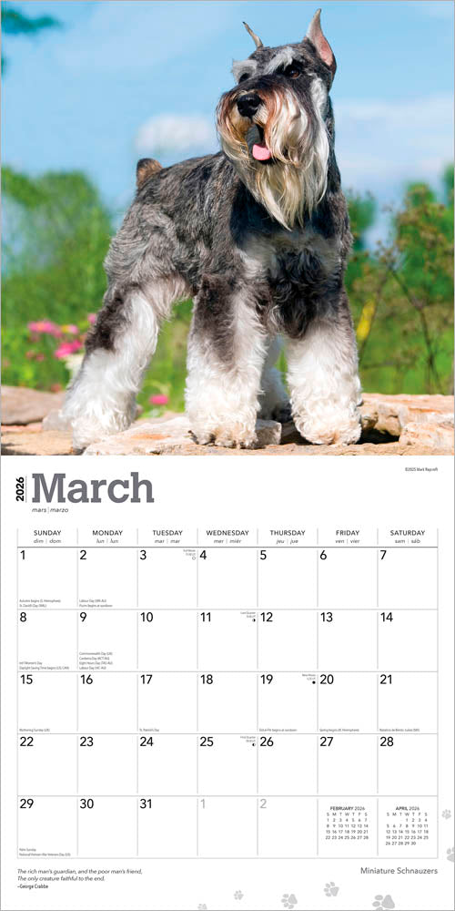 Miniature Schnauzers | 2026 12 x 24 Inch (Hanging) Monthly Square Wall Calendar