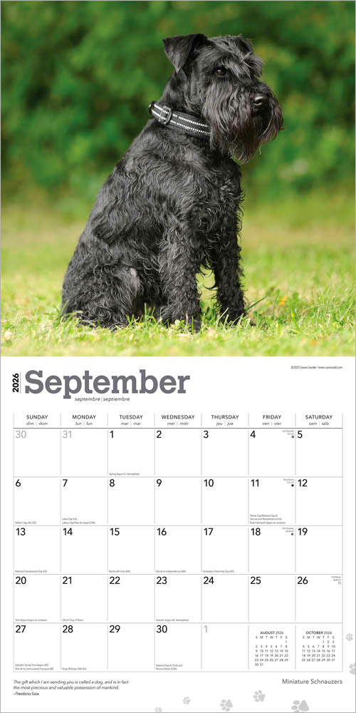 Miniature Schnauzers | 2026 12 x 24 Inch (Hanging) Monthly Square Wall Calendar