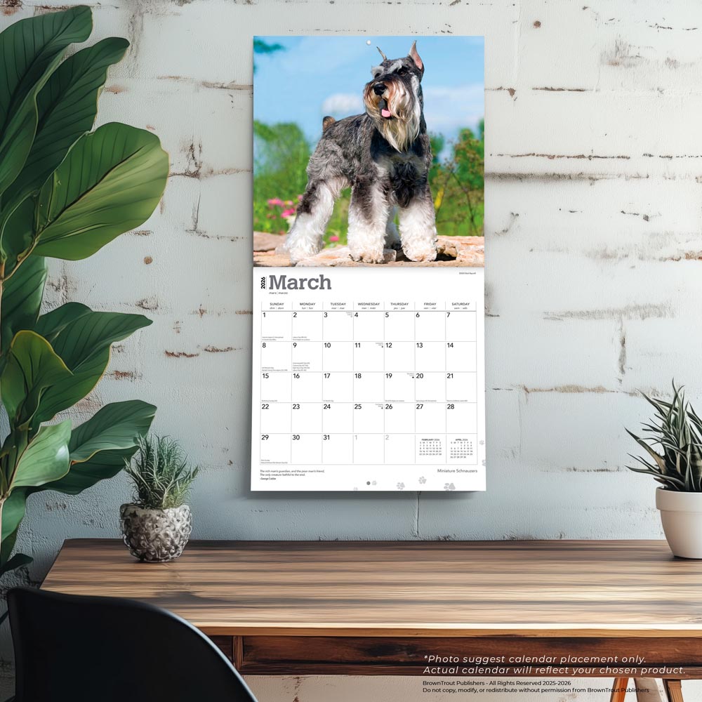 Miniature Schnauzers | 2026 12 x 24 Inch (Hanging) Monthly Square Wall Calendar