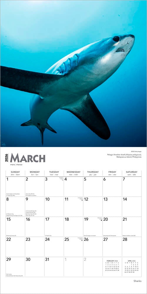Sharks | 2026 12 x 24 Inch (Hanging) Monthly Square Wall Calendar