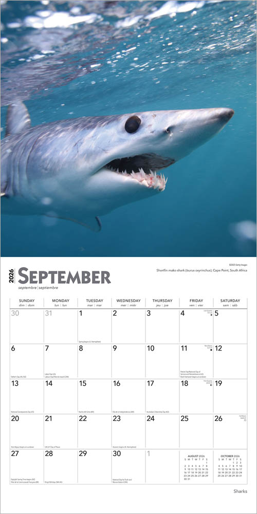 Sharks | 2026 12 x 24 Inch (Hanging) Monthly Square Wall Calendar