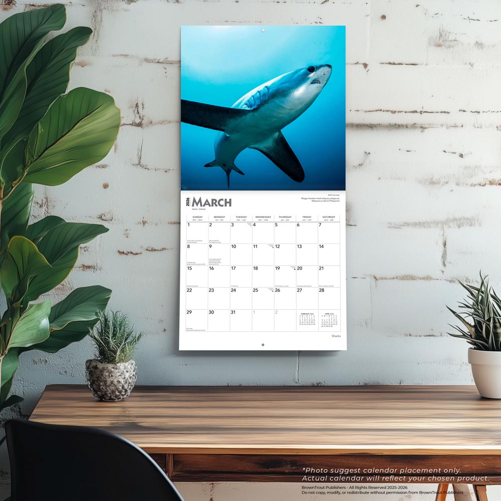 Sharks | 2026 12 x 24 Inch (Hanging) Monthly Square Wall Calendar