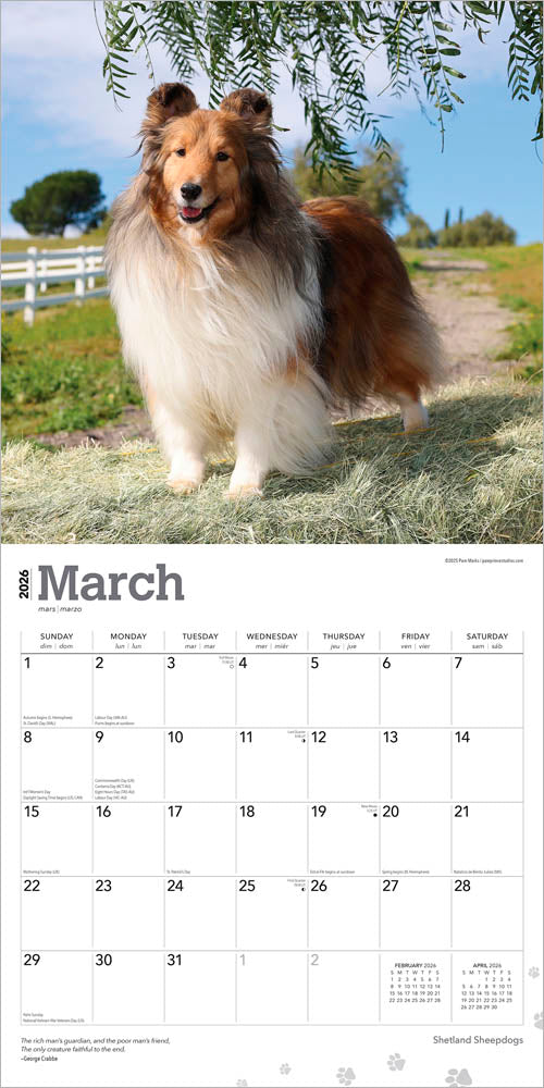 Shetland Sheepdogs | 2026 12 x 24 Inch (Hanging) Monthly Square Wall Calendar