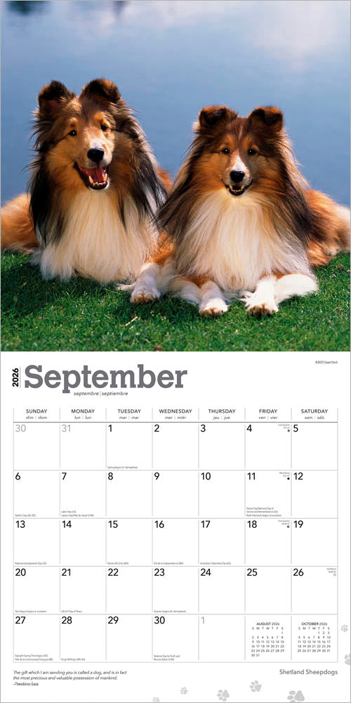 Shetland Sheepdogs | 2026 12 x 24 Inch (Hanging) Monthly Square Wall Calendar