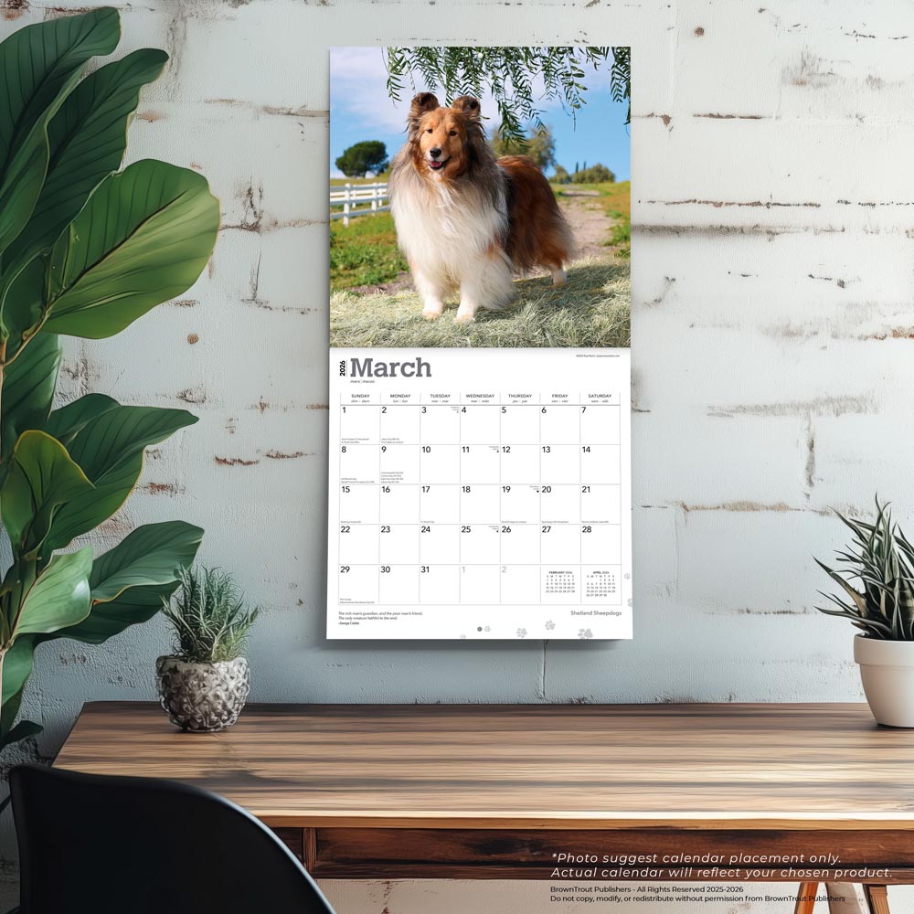 Shetland Sheepdogs | 2026 12 x 24 Inch (Hanging) Monthly Square Wall Calendar