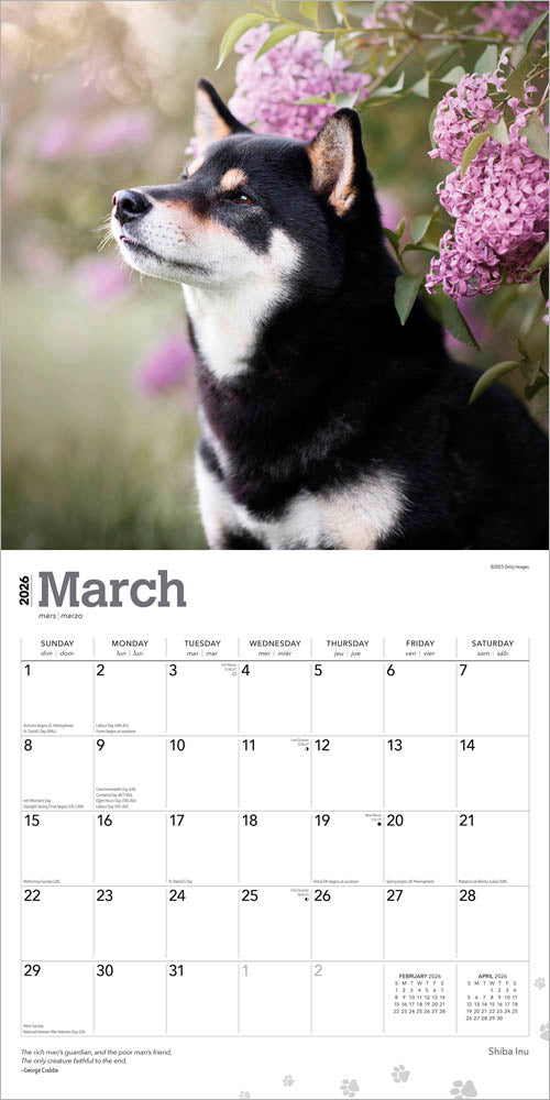 Shiba Inu | 2026 12 x 24 Inch (Hanging) Monthly Square Wall Calendar